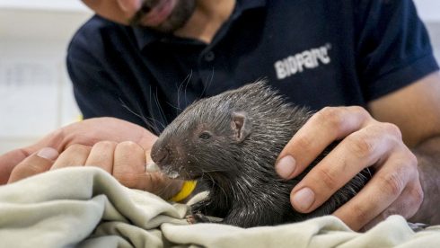 Baby Born To World's Largest Porcupine Species Gets Special Treatment At Spain's Valencia