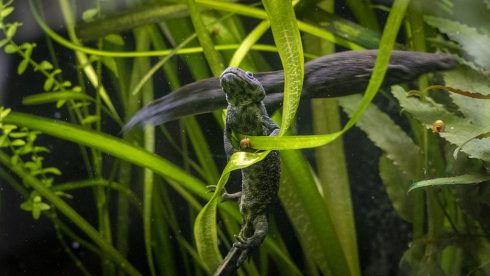 Bioparc Valencia Helps To Preserve One Of The Most Threatened Amphibians In Spain