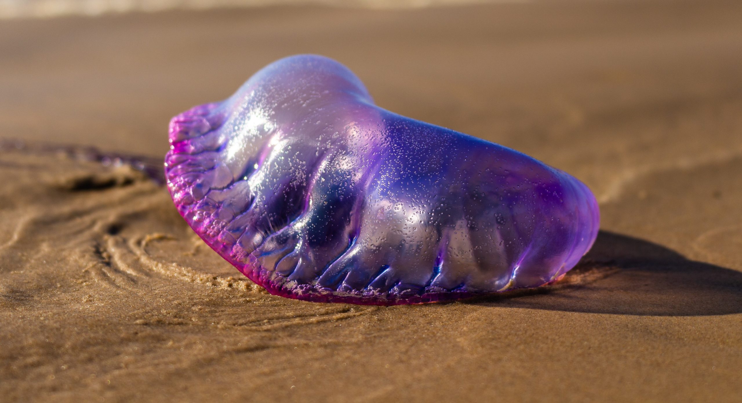 First spring sightings of poisonous Portuguese Man O'War in Spain's Costa Blanca waters