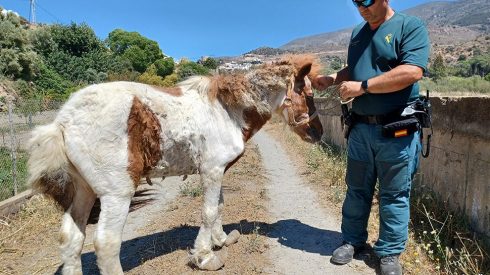 Maltrato Poni Guardia Civil