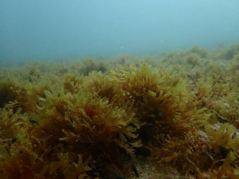 New Invasive Algae Detected On Beaches And In Waters Off Spain's Costa Blanca