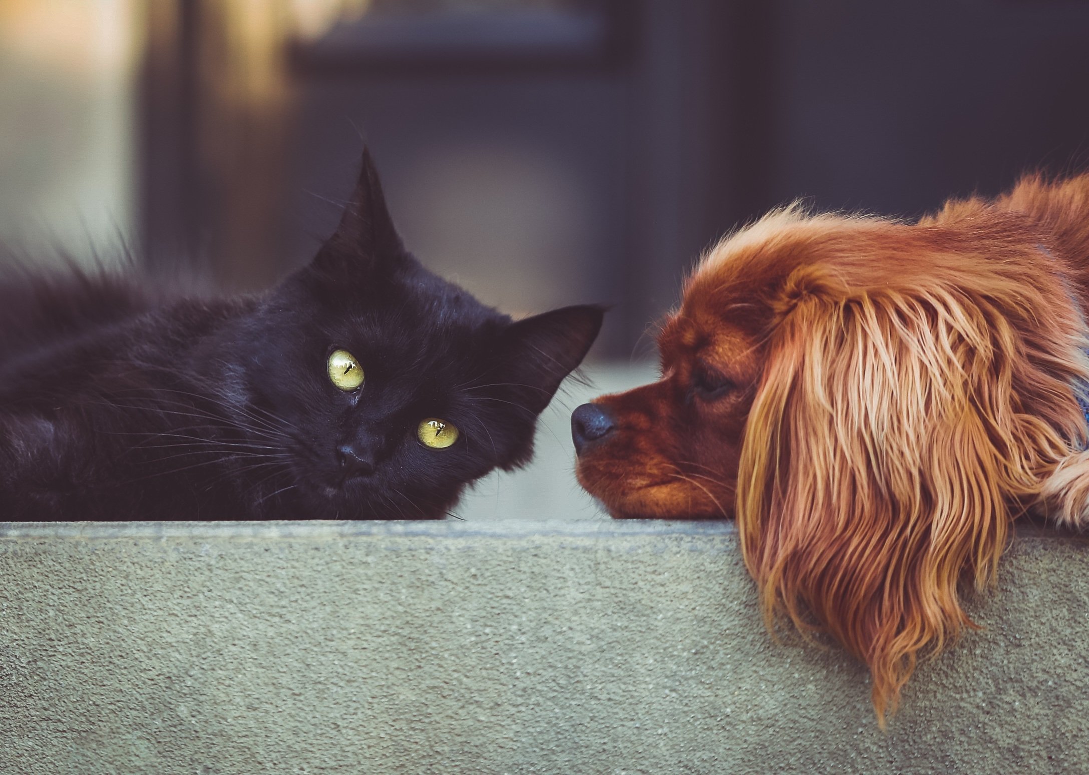 Spain's Valencia to create a special pet memorial garden and cemetery