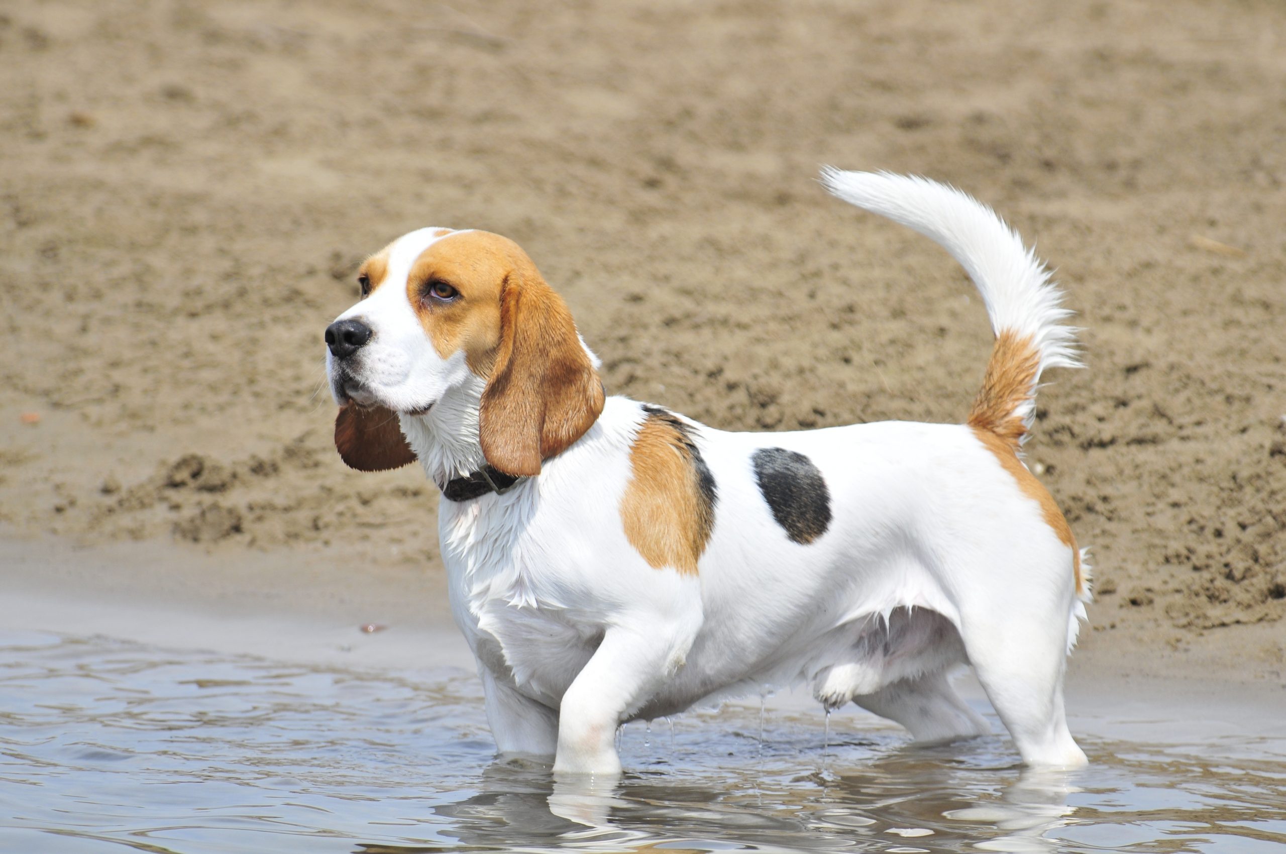 EXPLAINER: Find out the summer beaches to enjoy with your dog in Spain's Costa Blanca and Valencia areas