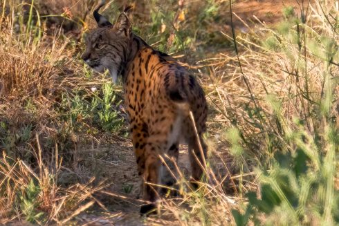 Iberian Lynx population continues to rise in rural Spain and Portugal