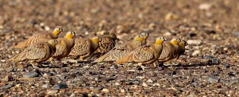 Andalucia Bird Society trip to Morocco