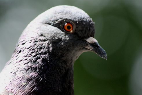 Pigeon thieves caught driving slowly in getaway car on Valencia area industrial estate in Spain