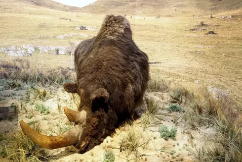 Woolly Rhino Photo By Uned