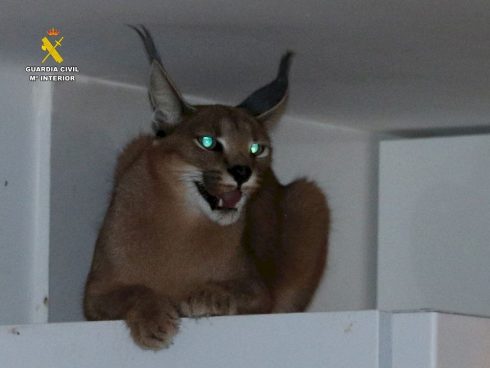 African Lynx Surprises Police Trying To Arrest Robber In Spain's Valencia Area
