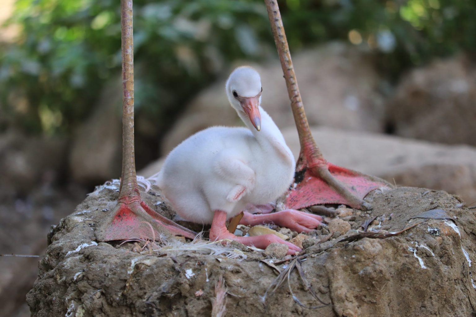 IN PICS Benidorm wildlife park in Spain baby flamingo second