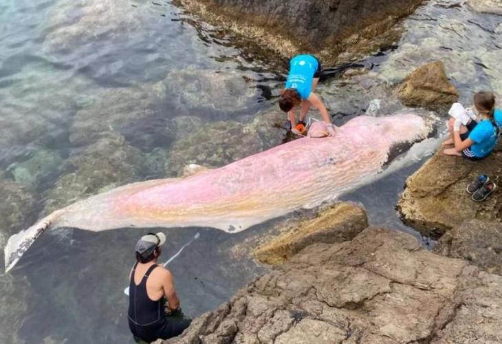 Dead Sperm Whale Washes Ashore In Spain's Mallorca