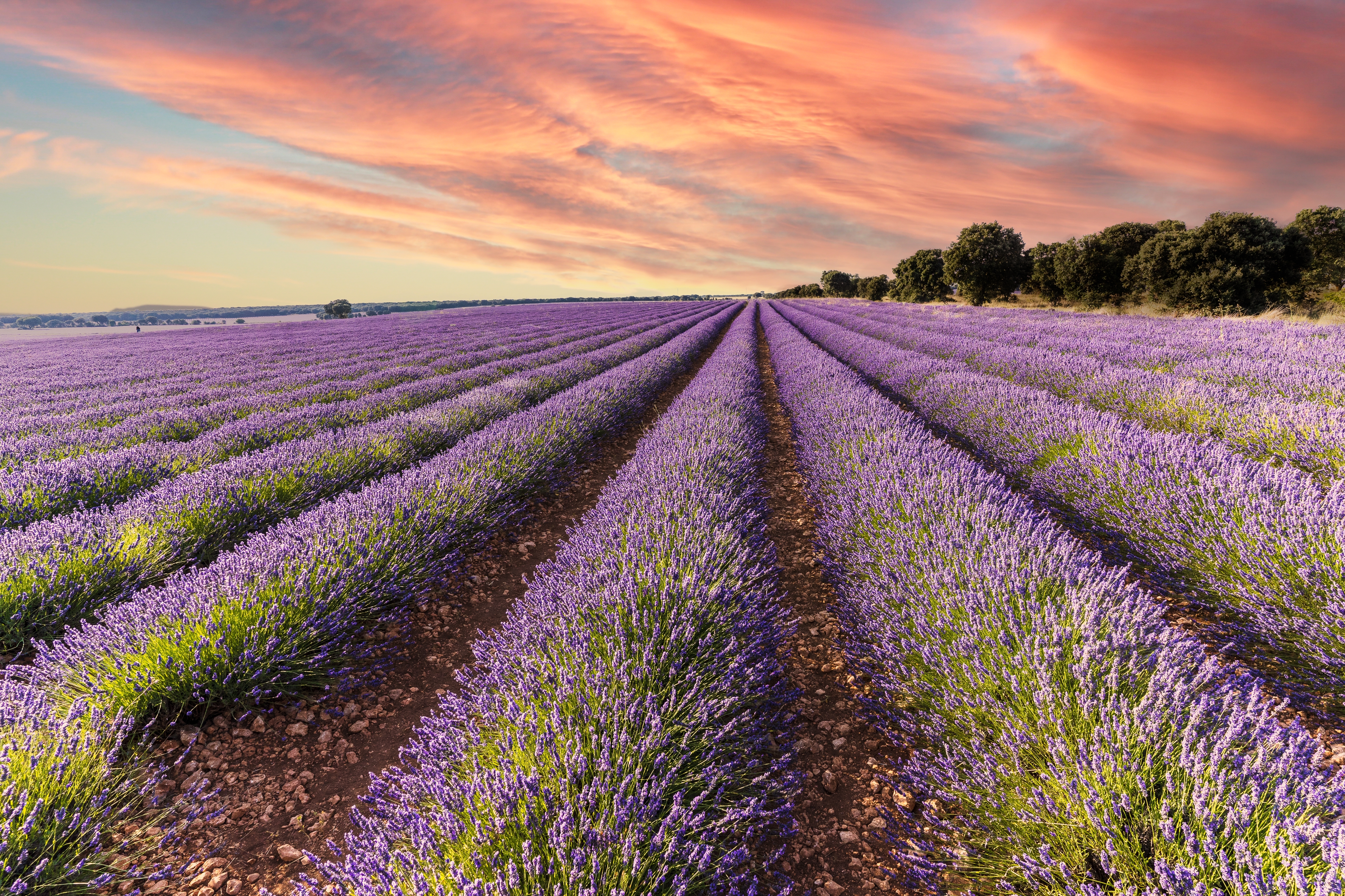 View,of,a,colourful,lavender,flower,field,at,sunset.,nature