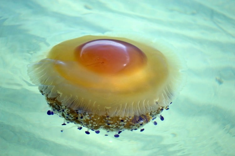 ‘Fried egg’ jellyfish are washing up on Spain’s Costa Blanca - but are they dangerous?