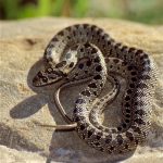 Horseshoe Whip Snake (hemorrhois Hippocrepis) Juvenile (36229090510)