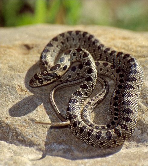 Horseshoe Whip Snake (hemorrhois Hippocrepis) Juvenile (36229090510)