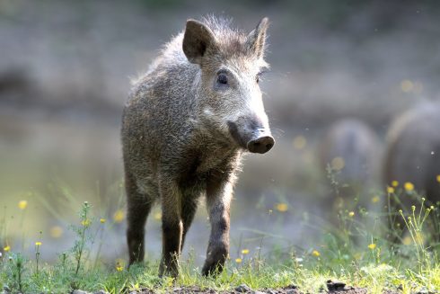 Wild boar sightings rise to 74% of all municipalities in Spain's Costa Blanca and Valencia areas