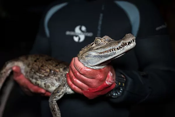 Caiman Photo By Safari Madrid