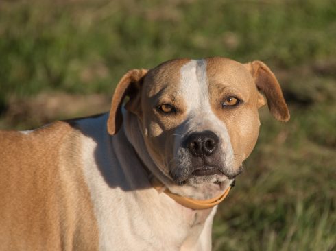 Pet owner faces charges after American Staffordshire dog hangs itself outside house in Spain's Murcia region