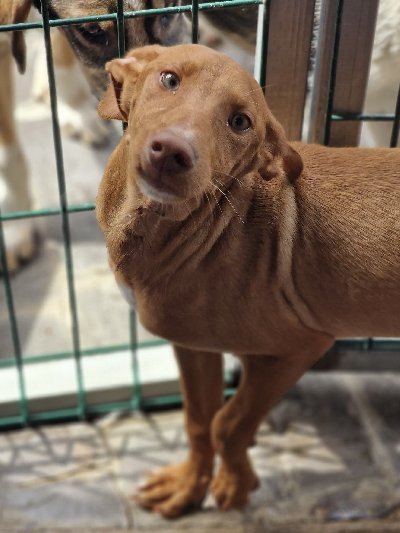 Dog In Adoption Kwibus