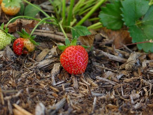 Strawberry Berry Red Sweet