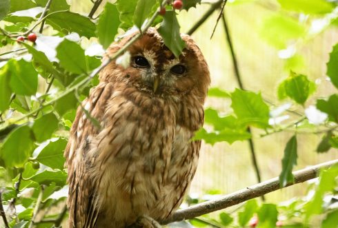 Two rescued owls returned to the wild on World Environment Day in Spain’s Malaga