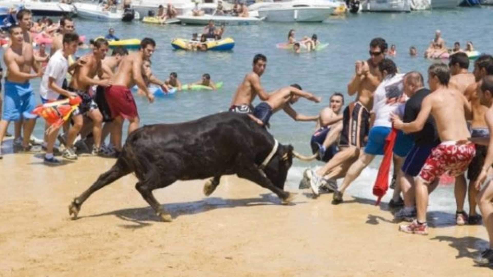 Bull In Bous A La Mar