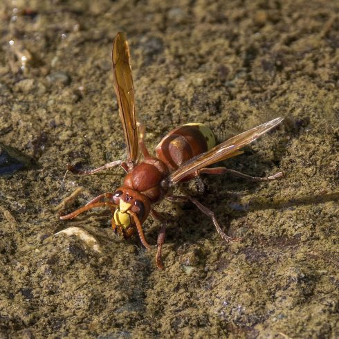 Oriental Hornet (vespa Orientalis)