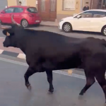 Bull escapes fiestas in Valencia region