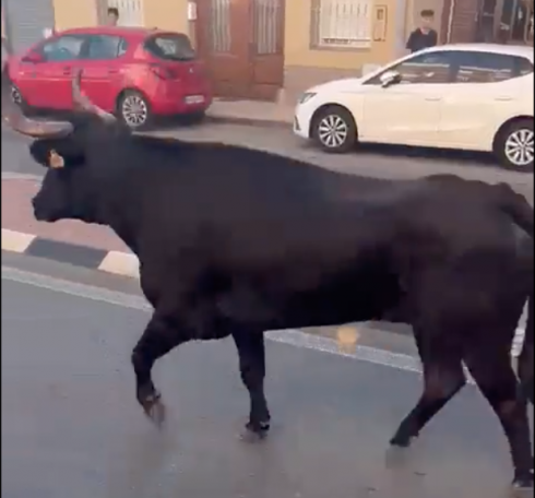 Bull escapes fiestas in Valencia region