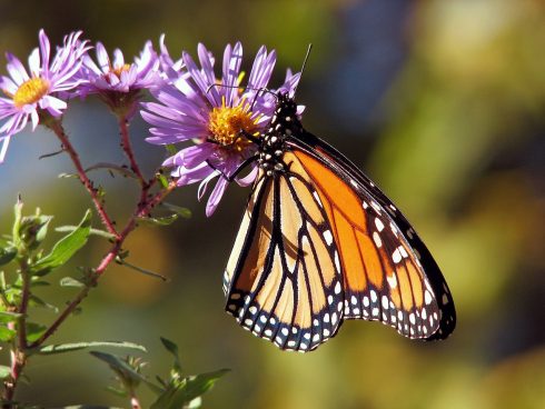 Monarch butterfly, credit: Pixabay.