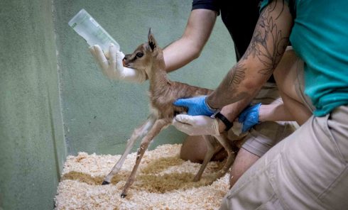 Baby gazelle gets bottle fed after rejecting mother's breast-feeding in Spain's Valencia