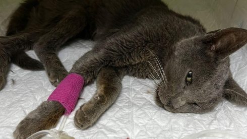 Lucky cat cashes in one of its nine lives after miraculously surviving cliff plunge on Spain's Costa Blanca