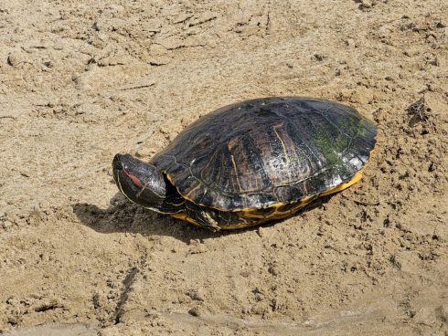 Swimmer in Spain's Valencia arrested at beach for seizing an exotic turtle that was going to be used as dog food