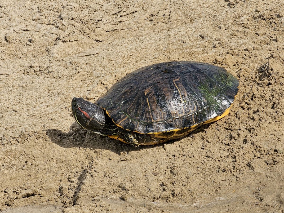 Swimmer in Spain's Valencia arrested at beach for seizing an exotic turtle that was going to be used as dog food