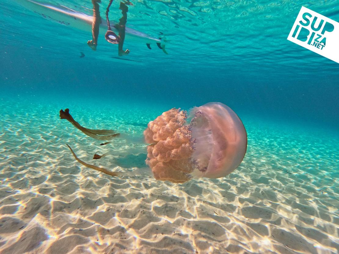 Experts predict a jellyfish-free summer on the Costa del Sol thanks to ocean currents trapping them out at sea