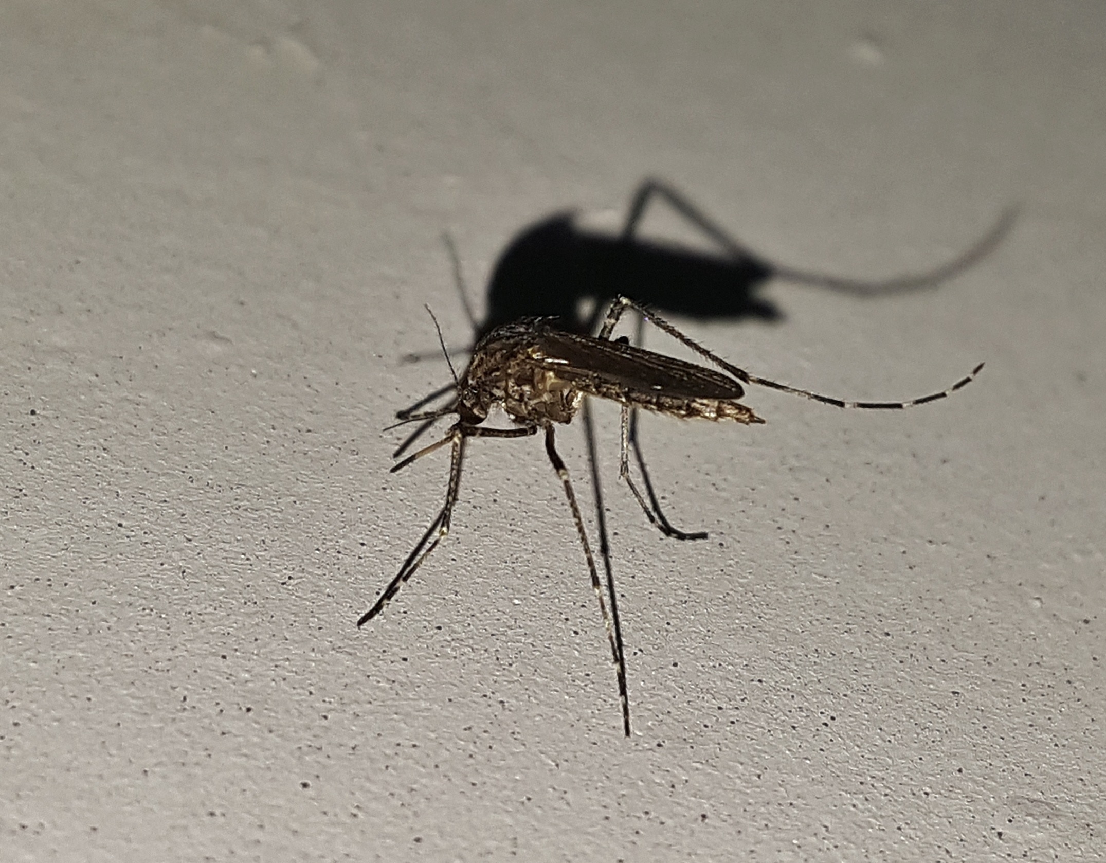 First-ever case of deadly West Nile virus caused by mosquito bite reported in Spain's Valencia region