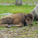 New European bison calf born at zoo in Spain’s Jerez. Credit. Pixabay.