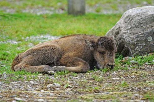 New European bison calf born at zoo in Spain’s Jerez. Credit. Pixabay.