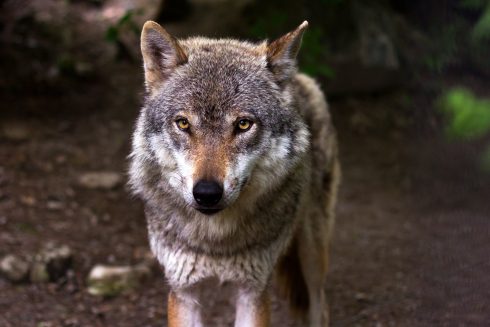 Wolves declared as extinct in Spain's Andalucia region