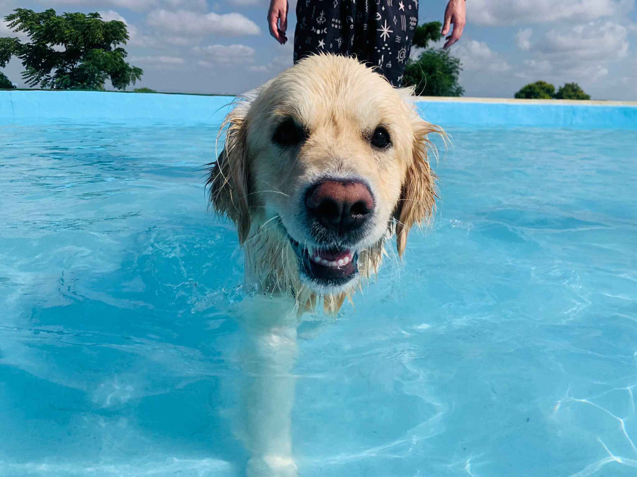 Dogs get their very first dedicated water park in Spain's Costa Blanda