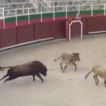 Bull gores steers in Huesca