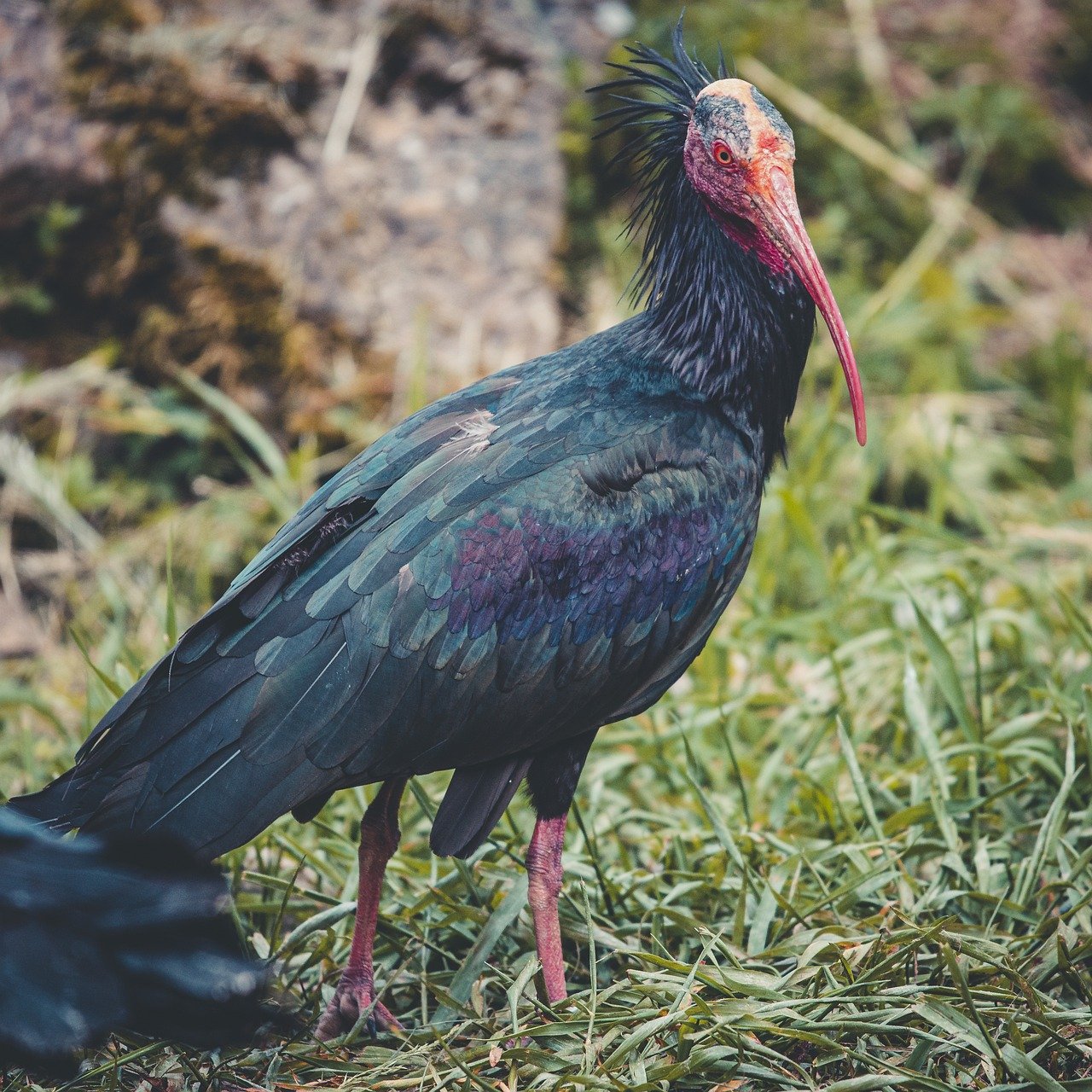 The Northern Bald Ibis, a bird known for its dark feathers and distinctive bald red head, had vanished from Europe centuries ago.