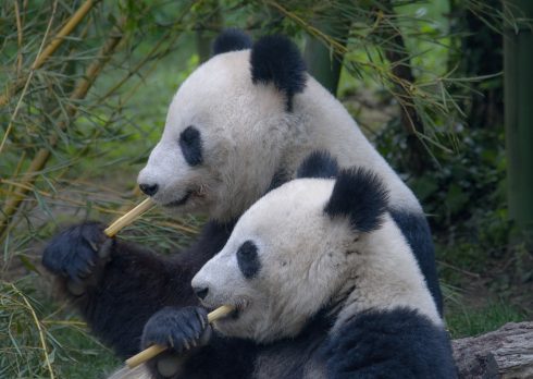 Adorable twin PANDAS Youyou and JiuJiu celebrate their birthday at Madrid Zoo as they tuck into their favourite bamboo ice cream treat