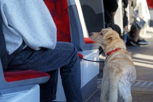 Spain’s Renfe marks first year of 'Proyecto Mascota Grande' with successful transport of 1,800 large dogs