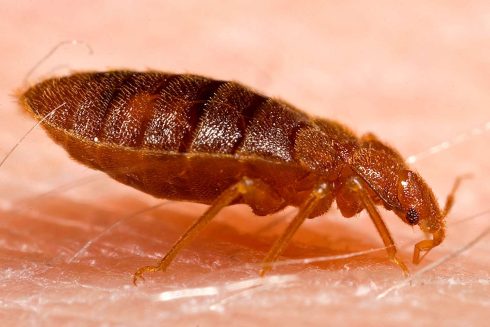 Bed bugs surge in Spain: Population of pest swells by 71% amid ongoing 'plague' in Paris - here's how to avoid them taking over YOUR home