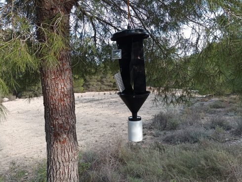 Drought-loving beetles that kill pine trees are being monitored on Spain's Costa Blanca