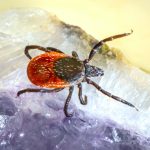 Tick borne virus