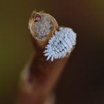 Why 10,000 trees need urgent treatment to stop sticky gunk falling onto cars and pavements in Spain's Valencia