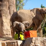 Birthday celebrations for first elephant born in Spain's Valencia region