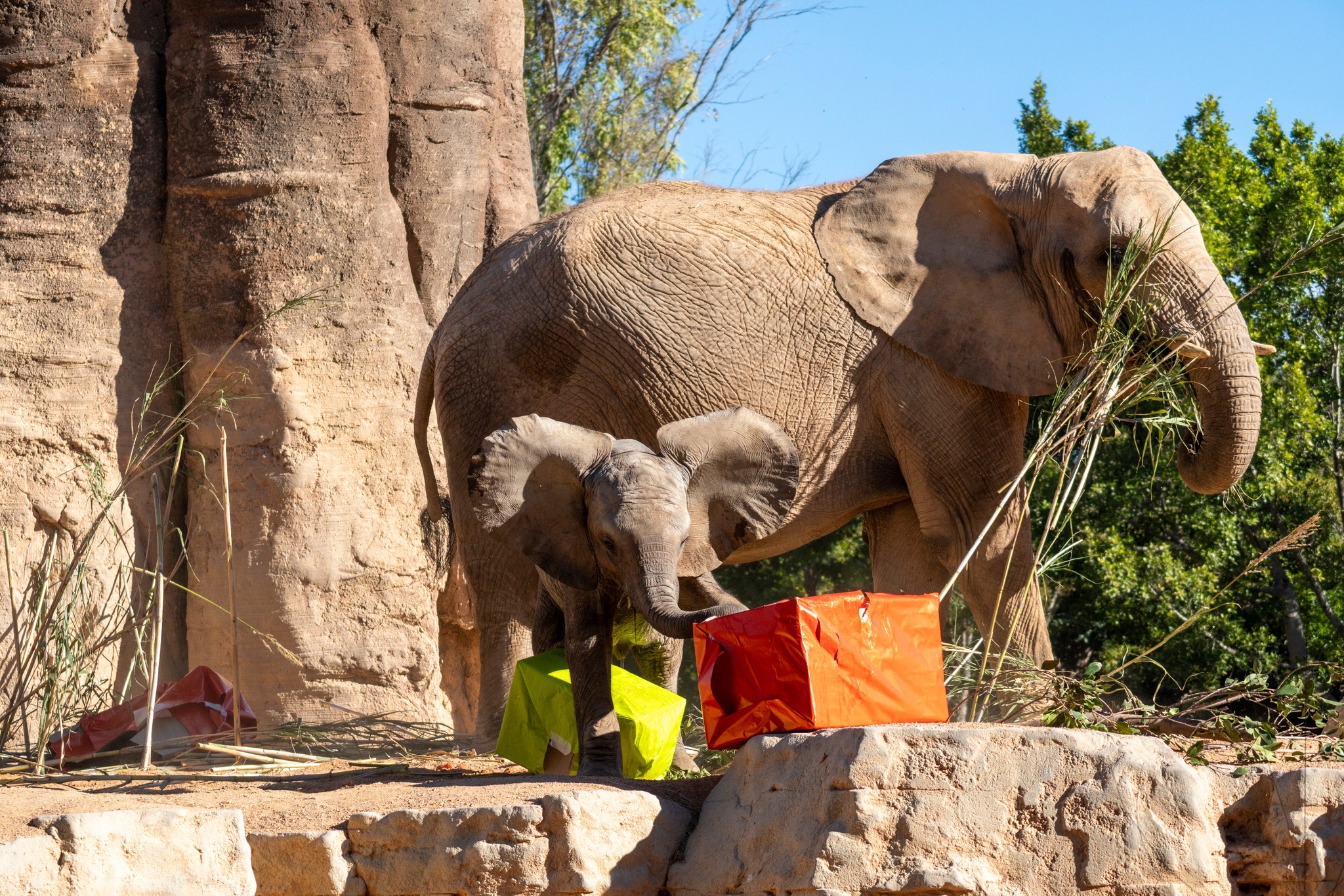 Birthday celebrations for first elephant born in Spain's Valencia region