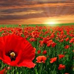 Lest we forget: Royal British Legion Armistice and Remembrance Day commemorations this weekend on Spain's Costa Blanca